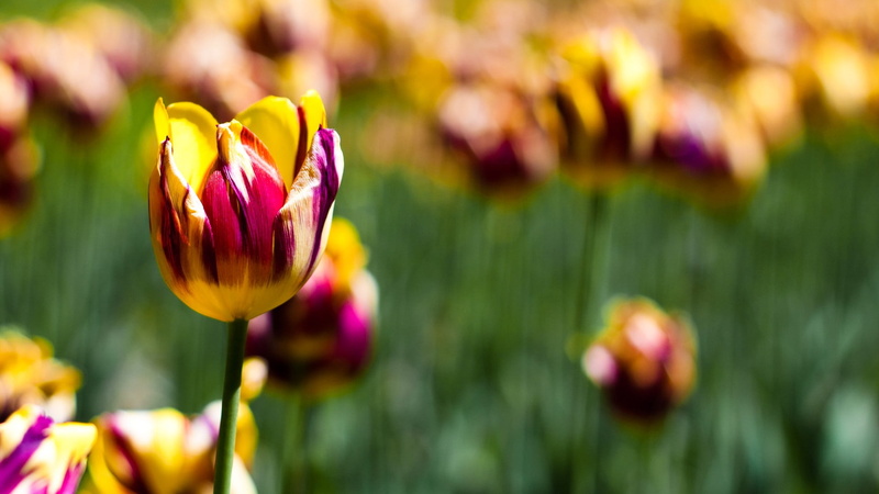 growth, floral, yellow, flowerbed, nature, flowers, close-up, fragility, textile, outdoors, vulnerability, green color, tulip, springtime, pink, focus on foreground