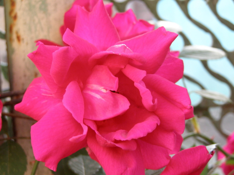 flower, red, springtime, pink color, vulnerability, nature, flower head, outdoors, focus on foreground, pink, floral, rose, textile, 1080P, flowering plant