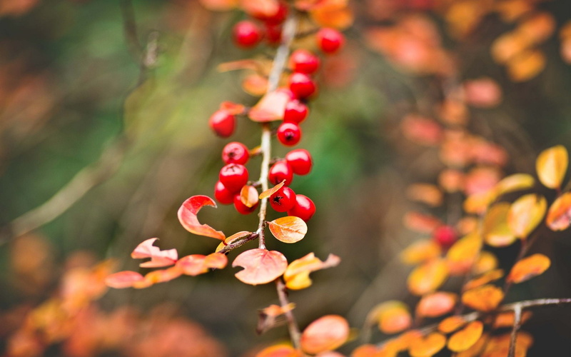 1080P, round, Yellow, Autumn, fruits, Berries, Leaves, Bokeh, small, Red