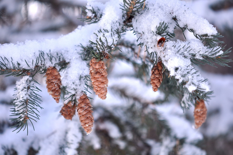 white, lot, snowflake, frost, spruce Tree, coniferous Tree, weather, cold - Temperature, snowing, covering, brown, snow, no People, branch, ice, december