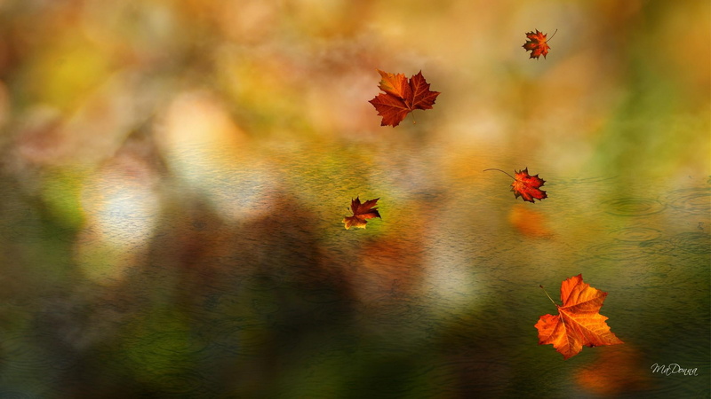 1080P, leaf, light, gold, glow, lake, blurred, falling, green, maple, water, ripples, shower, orange, river, fall, leaves