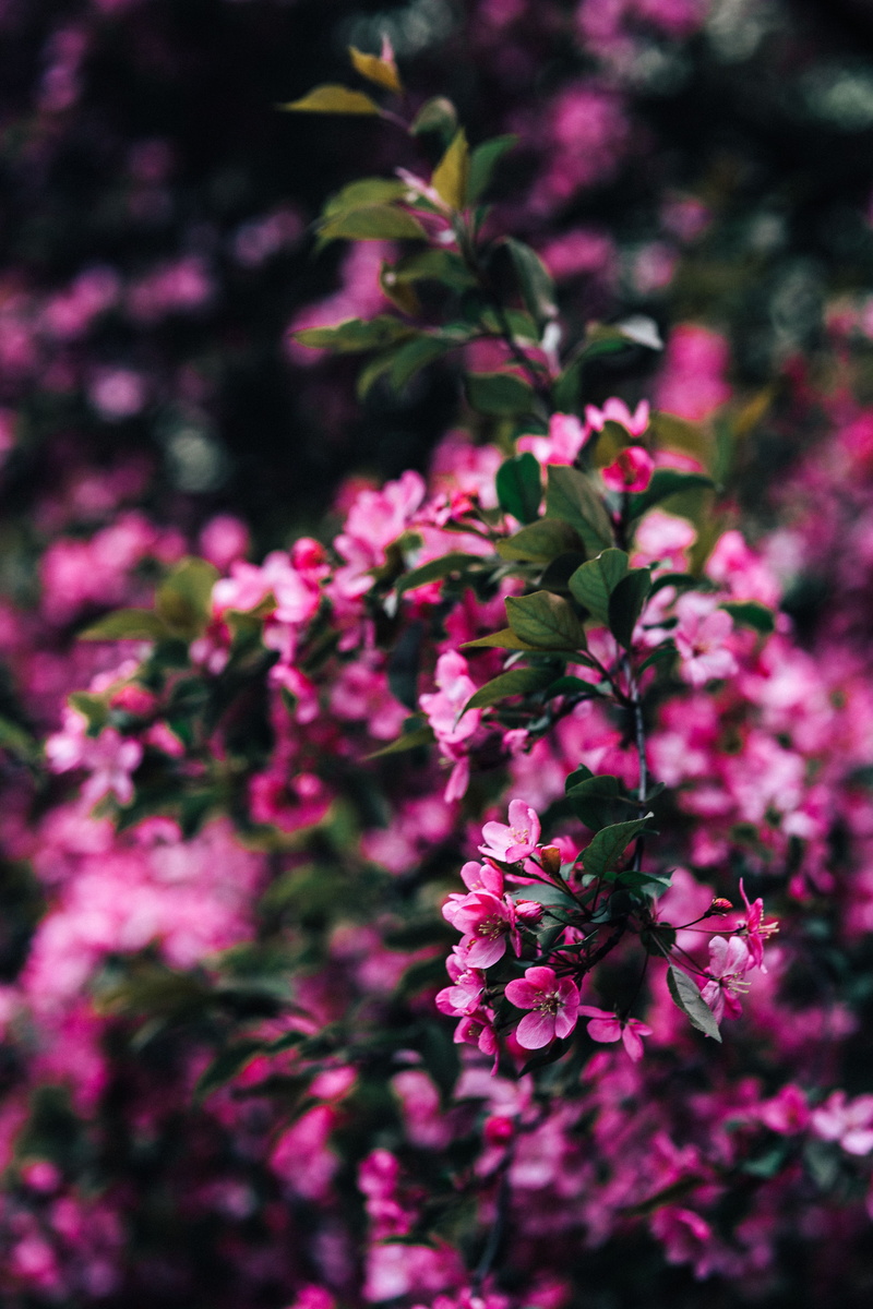 blossom, pink Color, freshness, no People, macro, botany, flowering plant, outdoors, springtime, beauty In Nature, copy space, blooming, petal, flower Head