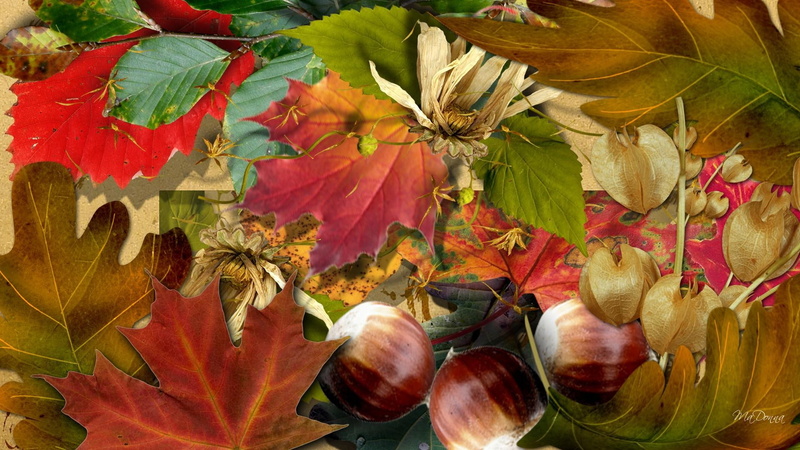 bright, autumn, pods, firefox persona, nuts, 1080P, colors, leaves, fall, many, 3d and abstract, dried flowers