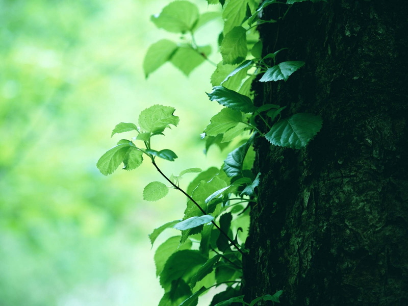 720P, twigs, trees, plants, green