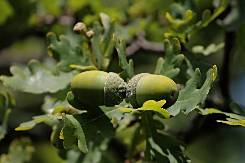 plant, selective focus, day, healthy eating, agriculture, ripe, nature, plant part, pet food, freshness, no people, autumn, food and drink, tree, of course