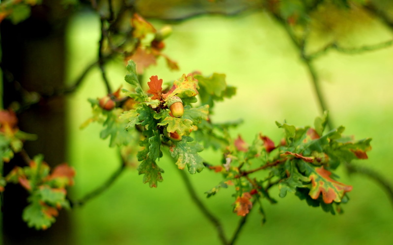 fruit, day, food, agriculture, organic, color Image, outdoors, leaves, nature, beauty in nature, green Color, leaf, freshness, leafed, razmytost, no People