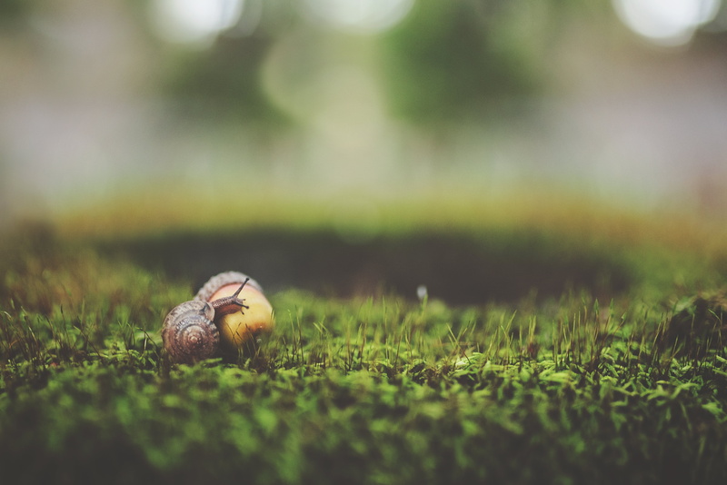 gastropod, animals in the wild, one animal, selective focus, acorn, invertebrate, green color, close-up, outdoors, land, animal wildlife, surface level
