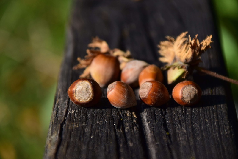 plant, brown, nature, focus on foreground, nut, tasty, food and drink, tree, background, healthy eating, 4K, food, beautiful, wood - material, acorn, nuts