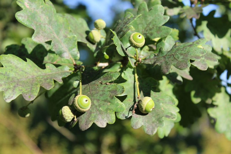 leaves, close-up, 5K, fruit, growth, outdoors, wood, acorn, freshness, healthy eating, plant, day, focus on foreground, tree, beauty in nature, plant part