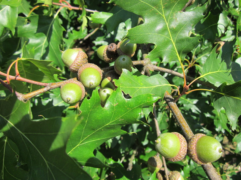 red oak, close-up, leaf, acorns, healthy eating, leaves, day, plant part, food and drink, species, no people, plant, green color, acorn, botany, focus on foreground