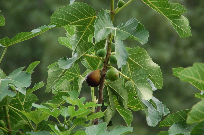green color, 2K, ripe, freshness, gardening, food, nature, tree, food and drink, outdoors, fig, wellbeing, agriculture, leaf, healthy eating, no people