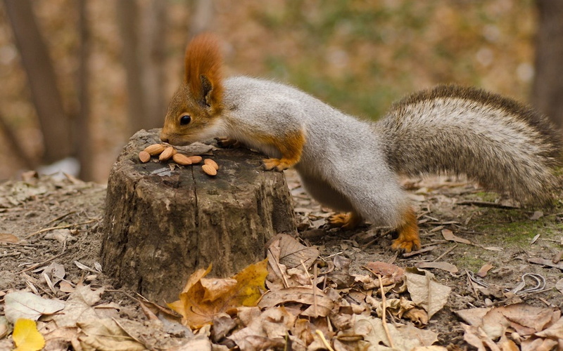 acorn, outdoors, 1080P, grass, nature, one Animal, fur, squirrel, plant part, woodland, day, leaf, food, land, nut - Food, mammal, focus on foreground