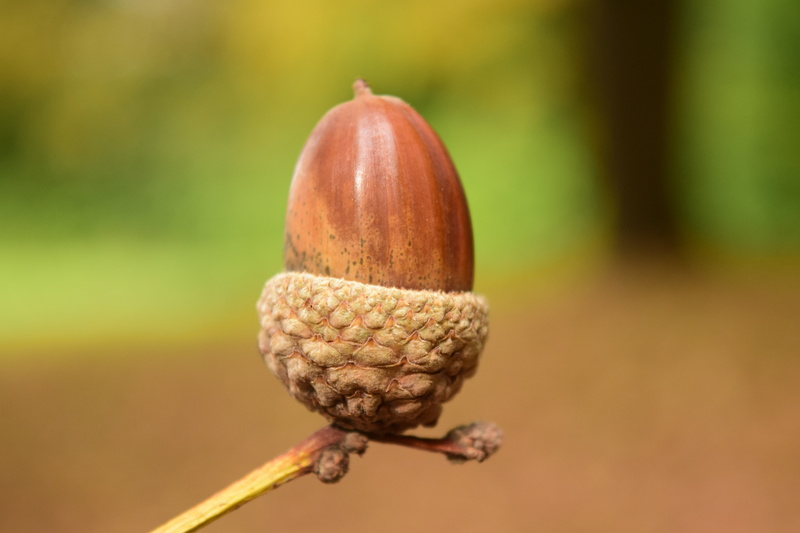 acorn, day, season, growth, tilt, fruit, photography, close-up, seed, oak Tree, greeting card, tree, walnut, no people, food and drink, close, healthy eating