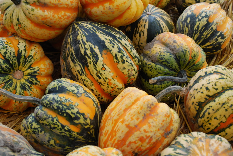 acorn squash, pumpkin, healthy eating, retail display, market, large group of objects, food, no people, ripe, backgrounds, wellbeing, sale, 4K, fruit