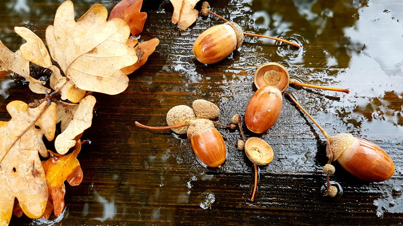 close-up, food and drink, water, change, leaves, plant part, table, tree, high angle view, 2K, day, nature, wood - material, acorns, freshness, still life