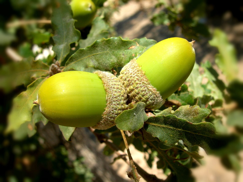 acorns, outdoors, sunlight, tree, acorn, day, green, oak, plant, plant part, no people, healthy eating, food, fruit, food and drink, focus on foreground