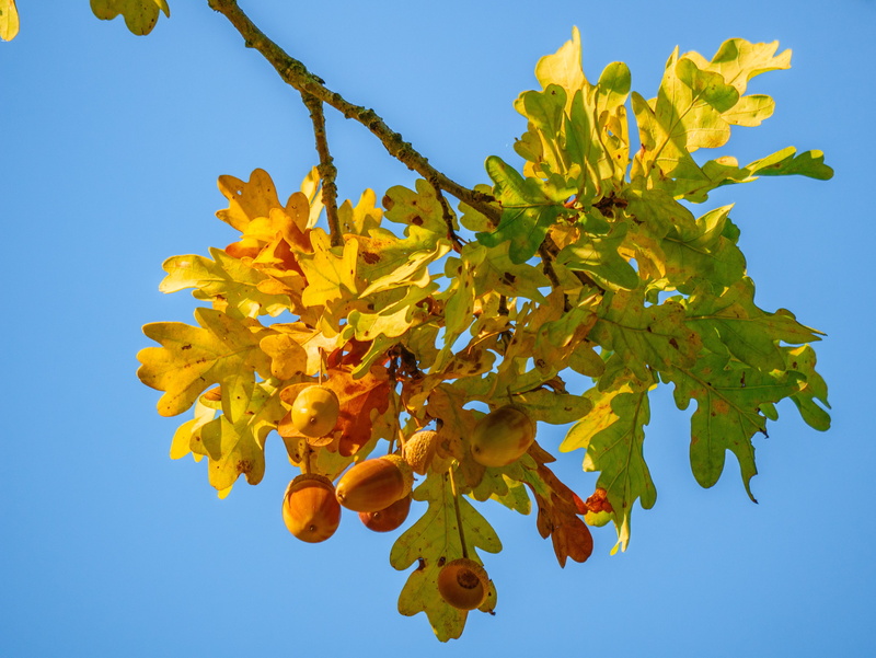 nature, fruit, blue, yellow, food, clear sky, freshness, leaf, branch, plant, 4K, close-up, food and drink, growth, bouquet, flower arrangement, no people