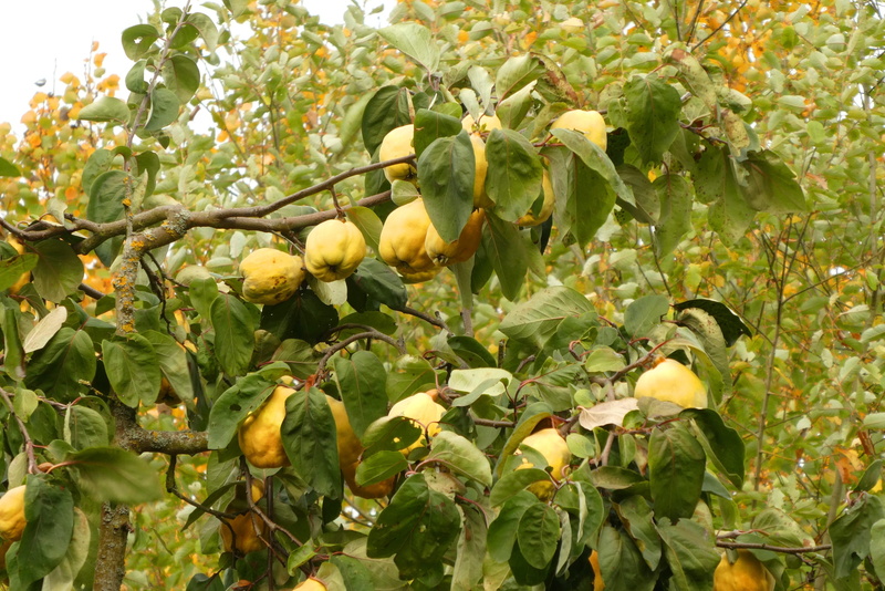 growth, healthy, wellbeing, kernobstgewaechs, nature, food and drink, plant part, close-up, autumn, freshness, yellow, quince, vegetable, tree, day, outdoors