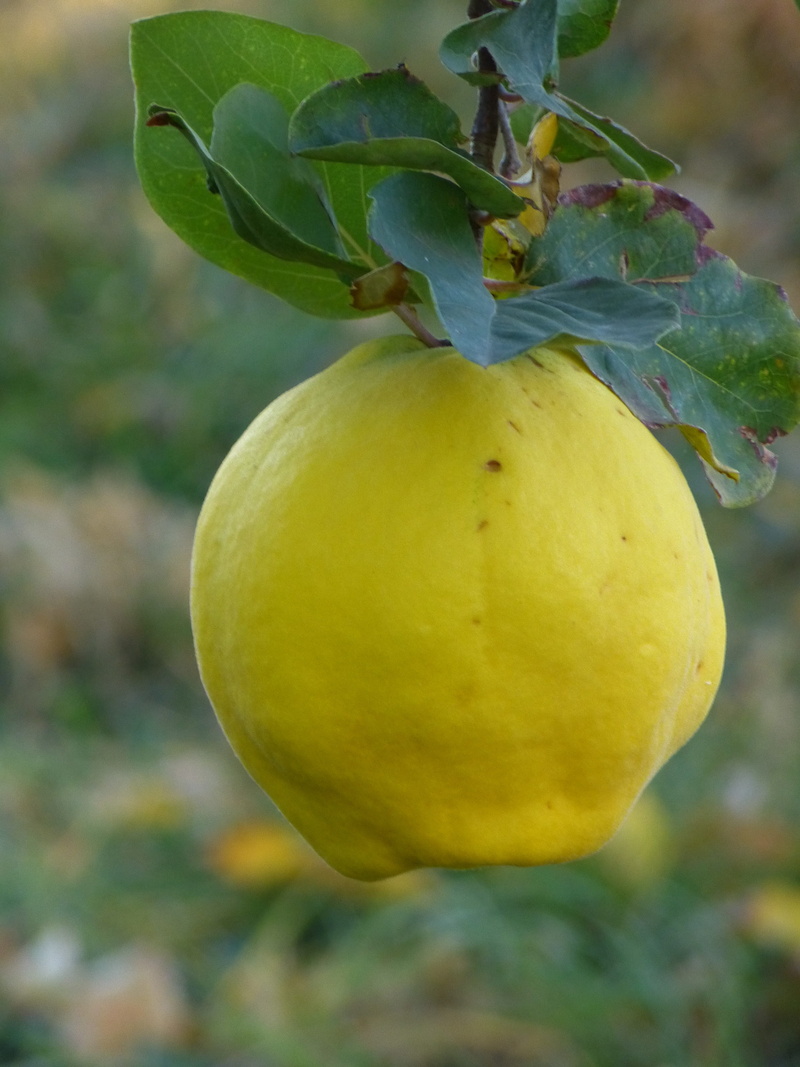 food and drink, fruit, close-up, green color, food, healthy eating, plant part, tree, fluffy, growth, freshness, ripe, yellow, no people, 4K, hairy, beauty in nature