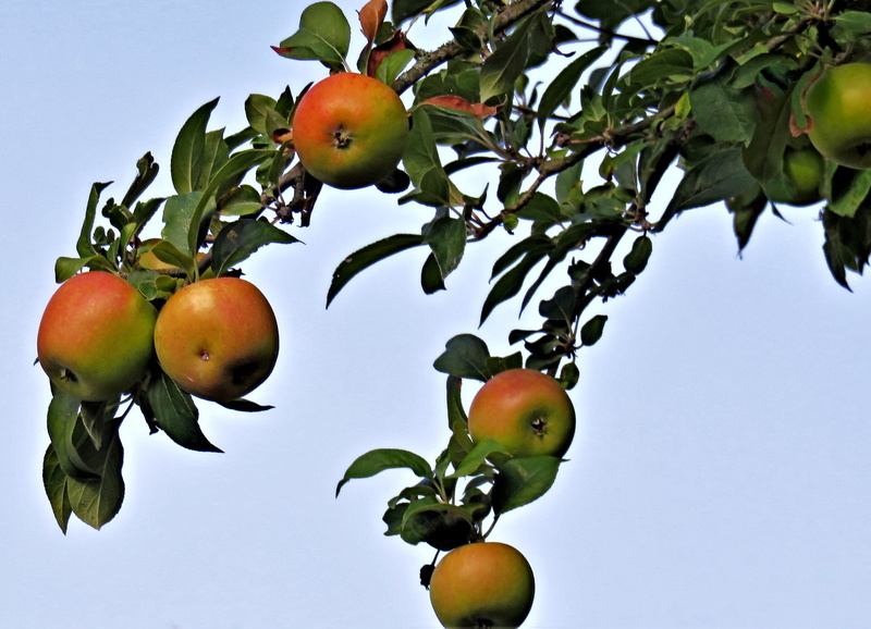 ripe, wellbeing, low angle view, no people, late summer, food and drink, apple - fruit, outdoors, pome fruit, green color, tree, fruit, branch, nature