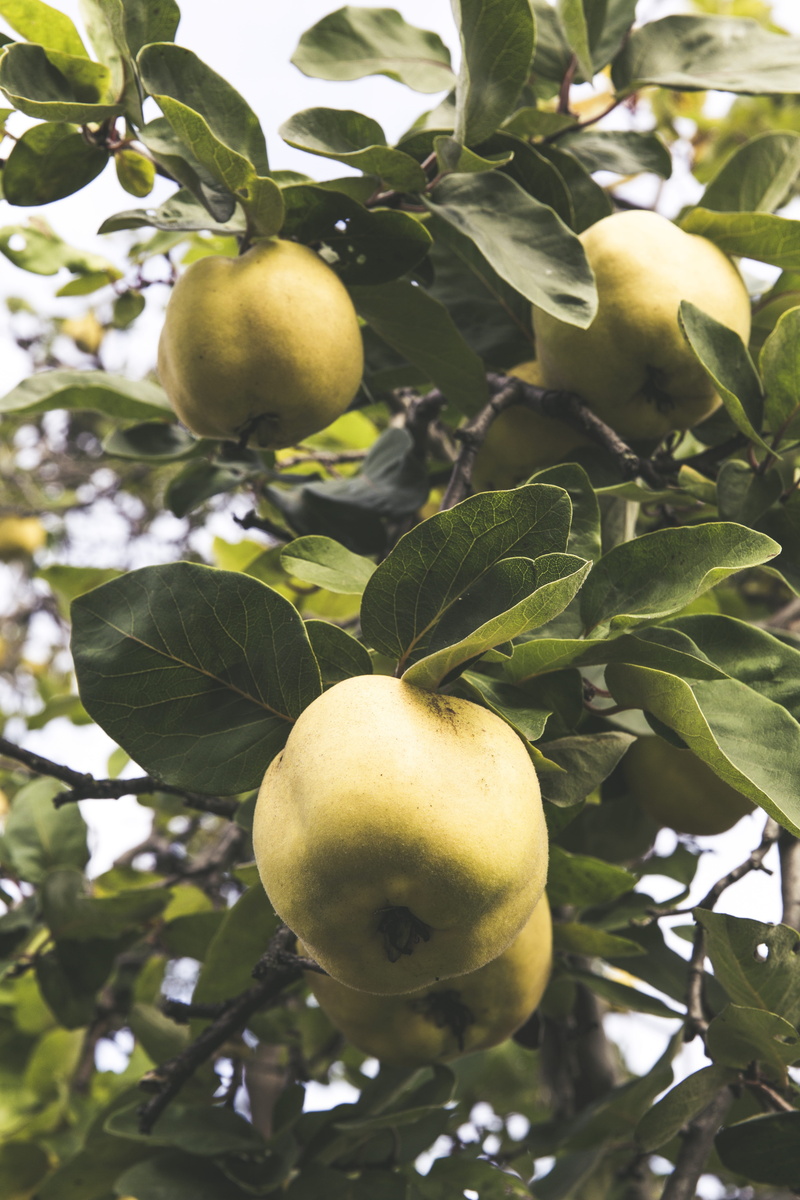 ripe, leaf, Fruit, freshness, no people, apple - fruit, fruit, hairy, pome fruit, eat, october, fluffy, apple, detention, healthy eating, harvest, Fruits