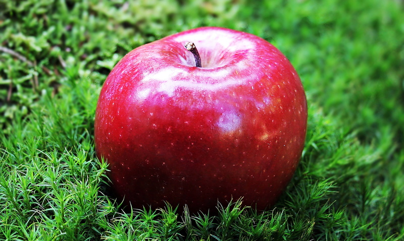red apple, wellbeing, sunlight, single object, vitamins, apple - fruit, red chief, bless you, pome fruit, red chief in moss bed, vitaminhaltig, crisp, plant