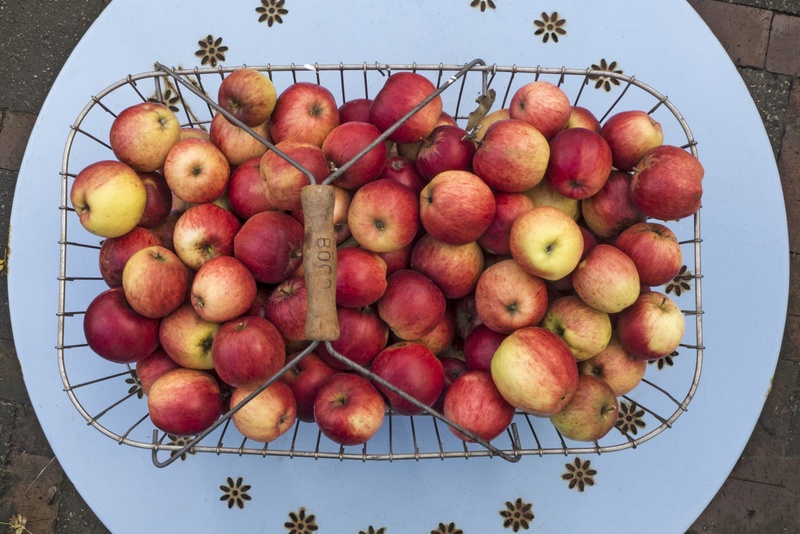 close-up, pome fruit, outdoors, boskoop, healthy, container, high angle view, directly above, food, garden fruit, abundance, wellbeing, still life, summer apple