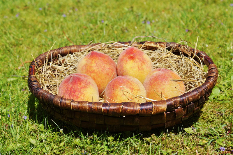 apple - fruit, fruit, plant, sweet, 5K, outdoors, high angle view, food, delicious, eat, grass, pome fruit, tasty, wellbeing, vitamins, healthy, food and drink