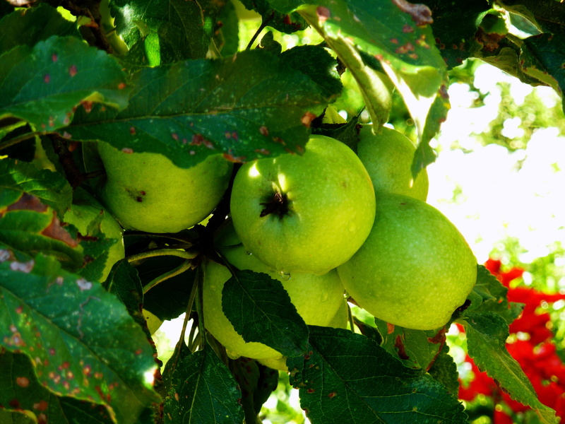 tree, green apple, apple tree, apple - fruit, nature, leaf, plant part, healthy eating, agriculture, 2K, freshness, growth, no people, plant, branch, green color