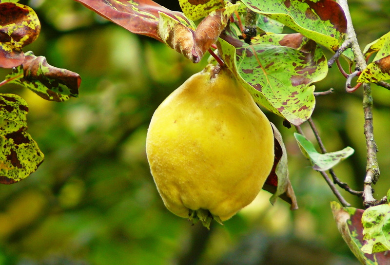 agriculture, no people, tree, branch, plant part, nutrition plant, healthy eating, close, outdoors, close-up, growth, yellow, freshness, fruit, plant, hanging