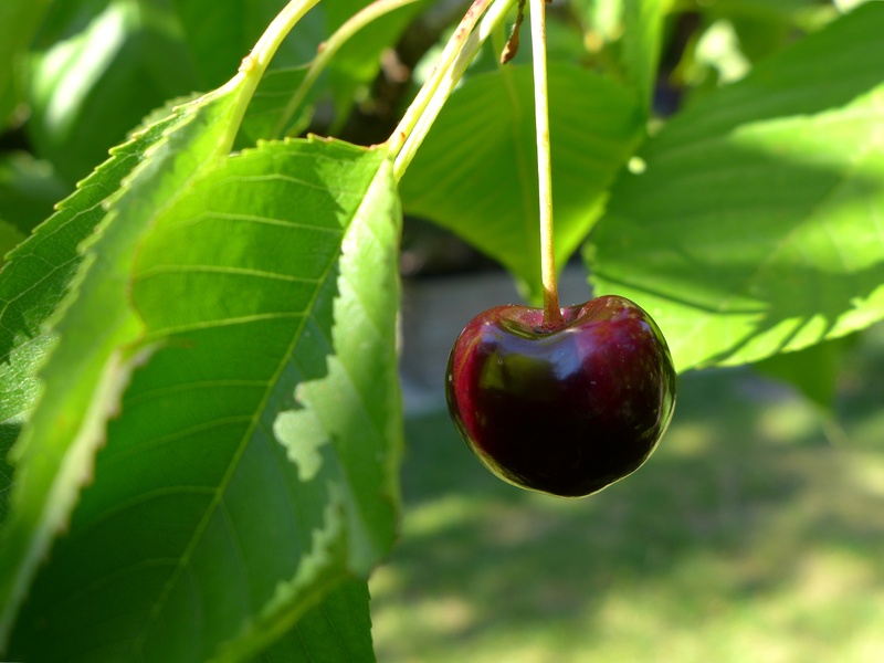 focus on foreground, branch, red, day, close-up, no people, outdoors, wellbeing, cherry, fruit, pome fruit, freshness, tree, plant, harvest, leaves, green color