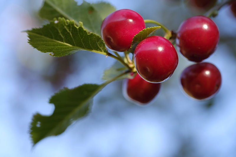 freshness, pome fruit, healthy eating, cherry tree, stone fruit, growth, 5K, ripe, fruit tree, leaf, sweet cherry, berry fruit, red, outdoors, selective focus
