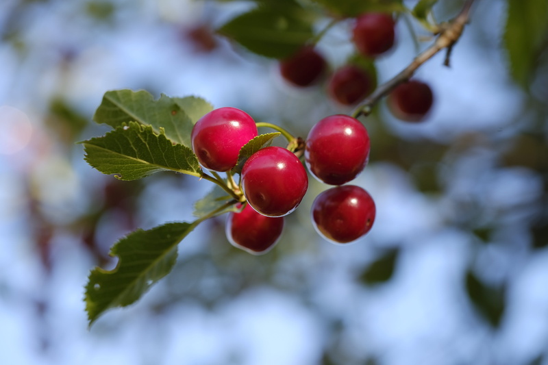 tree, plant, healthy eating, wellbeing, close-up, focus on foreground, growth, red, fruit, stone fruit, cherry tree, ripe, branch, fruit tree, berry fruit