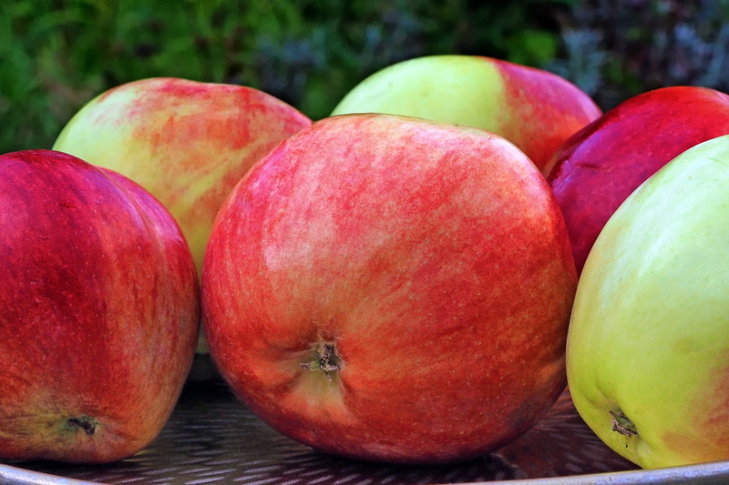still life, freshness, summer apple, apple - fruit, large group of objects, harvest apple, summer king, close-up, 2K, sabine of the flemming, day, apple