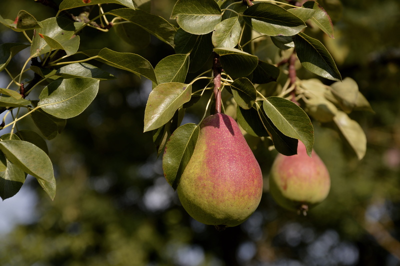 plant, agriculture, fruits, focus on foreground, wellbeing, ripe, food, tree, eat, no people, pome fruit, sweet, delicious, hanging, nature, pear, harvest