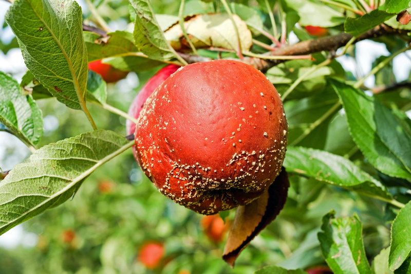 kernobstgewaechs, disease, ripe, tree, food and drink, round, outdoors, red, plant part, rot, healthy eating, wellbeing, green, lazy, no people, leaves