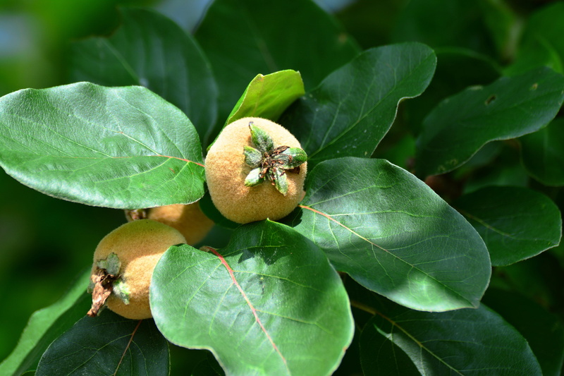 one animal, outdoors, high angle view, focus on foreground, quince fruit, kernobstgewaechs, food and drink, healthy eating, freshness, tree, roses, leaf
