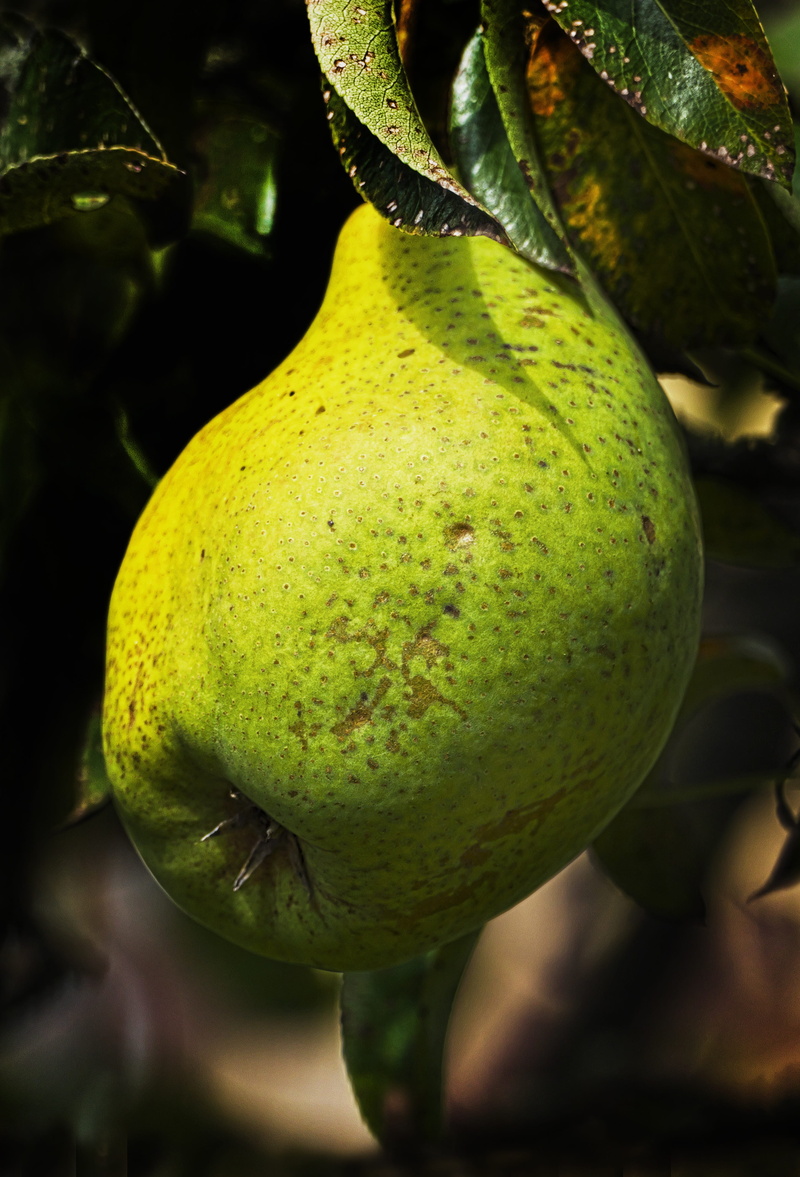 day, healthy eating, orchard, green color, fruit tree, garden, maloideae, close-up, food and drink, the last bulb, pear, tree, rosaceae rosaceae, fruit