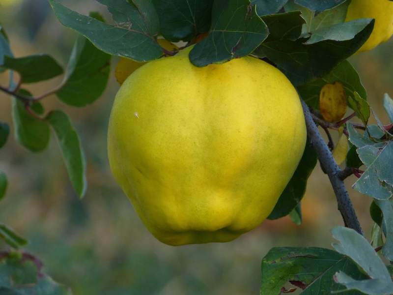 4K, leaf, quince, day, rose greenhouse, plant part, wellbeing, healthy eating, fluffy, no people, nature, food, yellow, close-up, growth, cydonia oblonga
