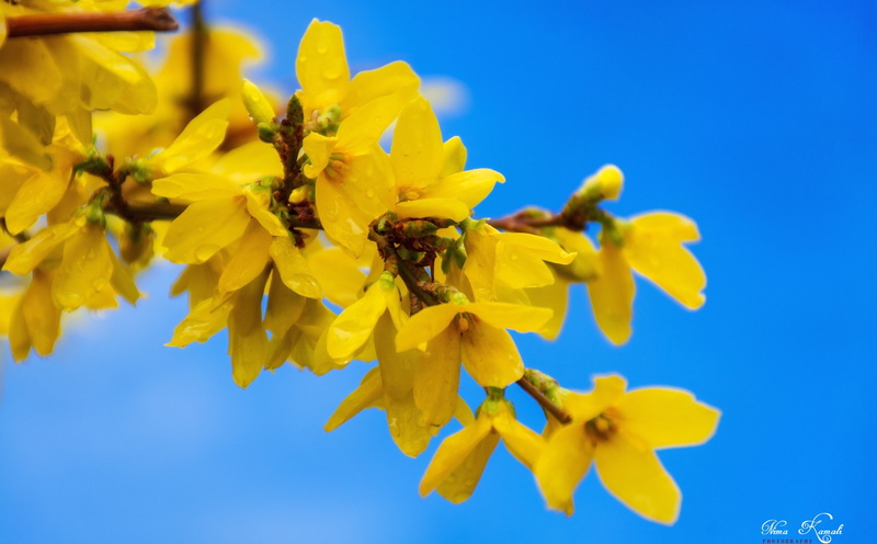 japonica, flower head, Flowers, fragility, beauty in nature, pollination, blue, animals in the wild, no people, yellow, petal, vulnerability, chaenomeles