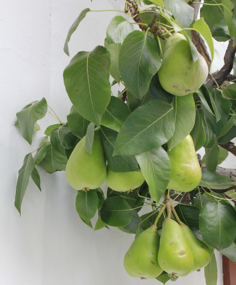 fruit tree, green color, pome fruit, leaf, plant, day, food, pears, potted plant, 4K, nature, fruit, wellbeing, plant part, healthy eating, high angle view