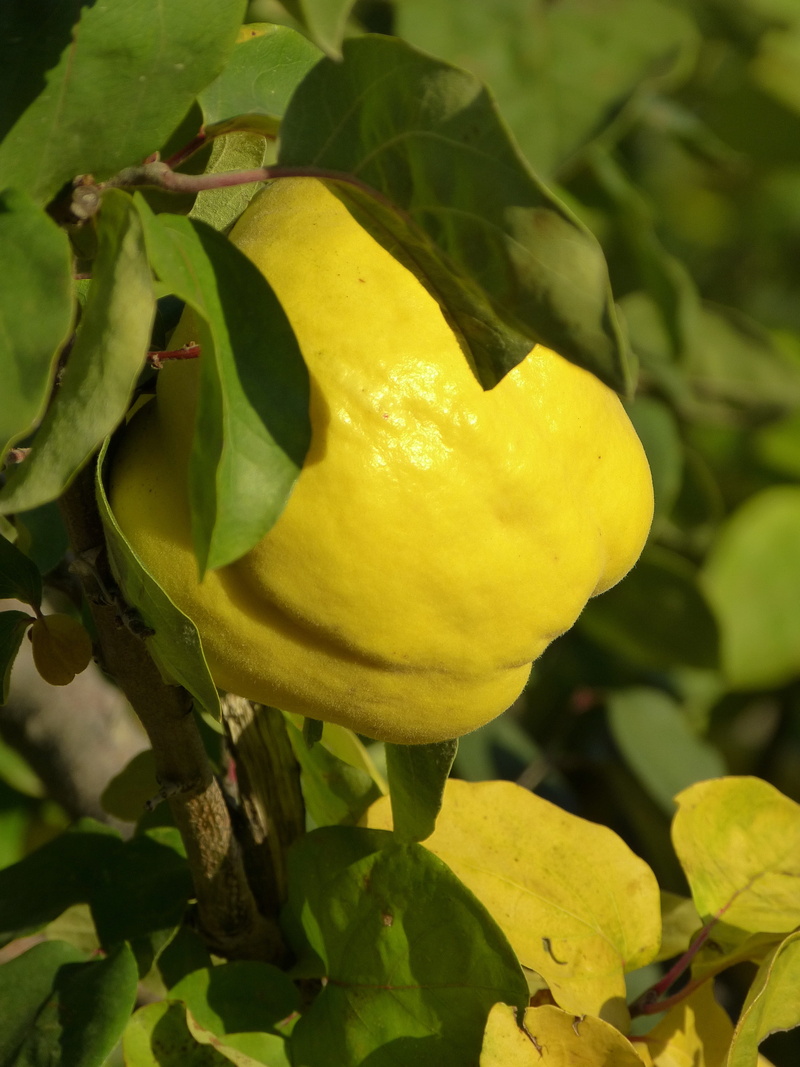 leaf, pome fruit, fruit, flowering plant, nature, green color, growth, kernobstgewaechs, outdoors, plant, plant part, roses, close-up, focus on foreground