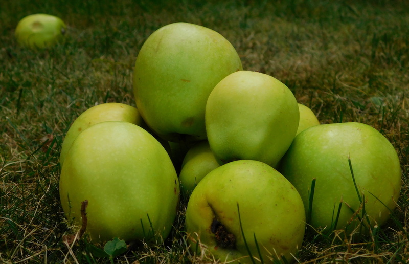 harvest, apple, obstfall, pome fruit, loneliness, food and drink, healthy Eating, 4K, field, vitamins, agriculture, granny smith apple, land, green apple