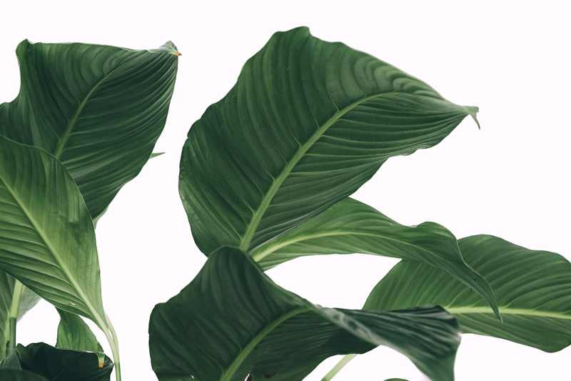 leaf, greenery, studio shot, white, minimalism, sky, freshness, plant, peace, green color, low angle view, cut out, leaf vein, nature, no people