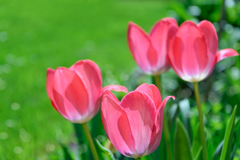 domestic flowers, color, pink, leaf, garden, plants, inflorescence, home garden, blooming, tulips, nature, petal, plant, flora, blooming flowers, park
