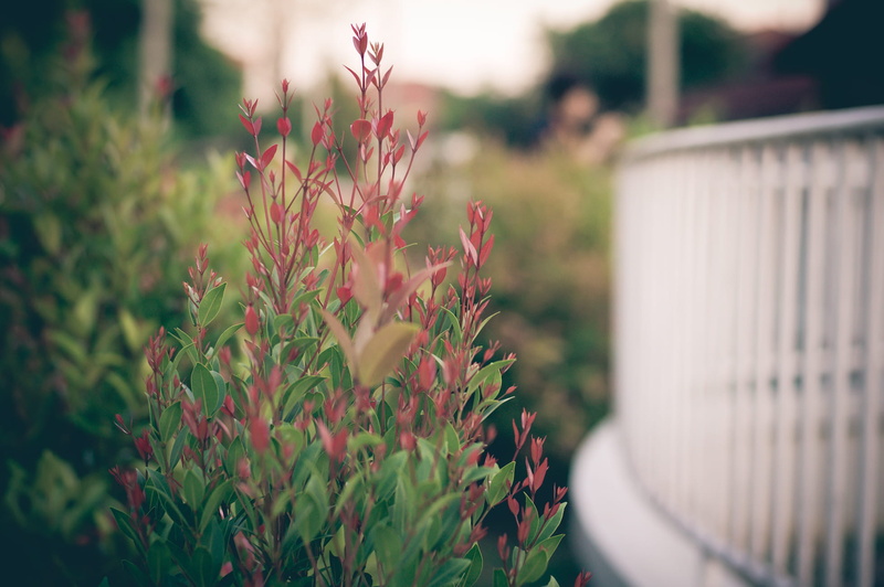 greenery, photography, no people, leaves, flowering plant, freshness, beauty in nature, rails, plants, nature, plant part, porch, bright, pink, railing