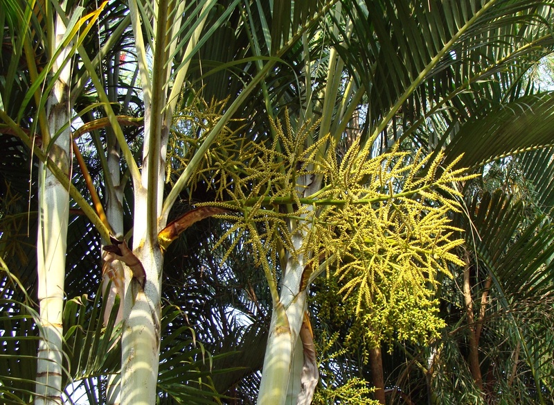 tranquility, green color, beauty in nature, golden cane palm, bamboo - plant, dypsis lutescens, leaf, outdoors, plant, sunlight, india, tropical climate