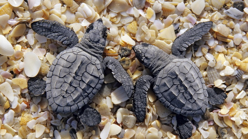 two, baby, turtles, animals, 1080P, small, animal