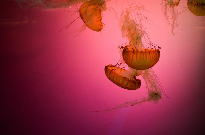 720P, animals, underwater, jellyfish