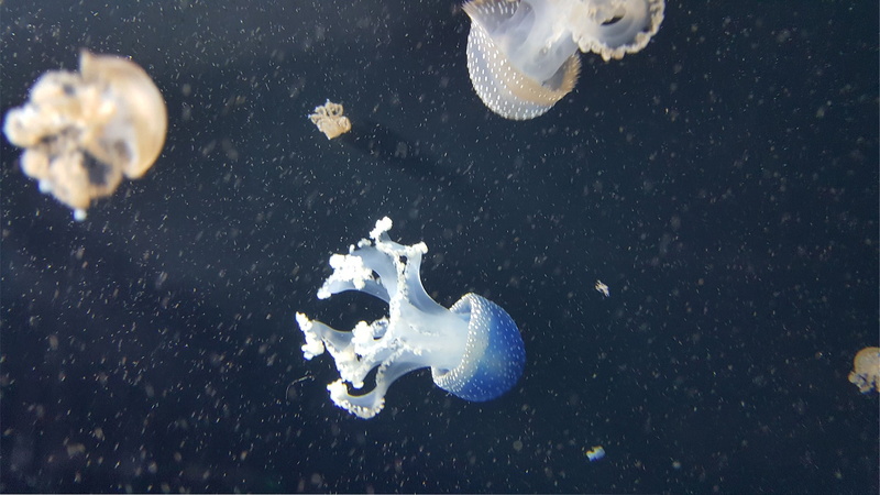 sea, animals, fish, 1080P, jellyfish